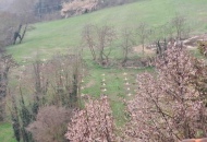 Nuove sperimentazioni sulle piante da tartufo e sulle antiche &laquo;cultivar&raquo; di frutta locale