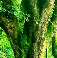 La Natura, Antonella Angiolini